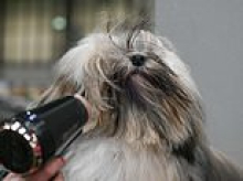 Hairdryers, ribbons and glow-ups: How world's most pampered pooches get ready for their big moment at Crufts