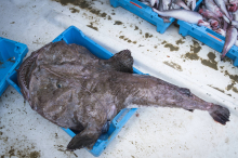 Aus Adria geangelt: Fischer machen in Kroatien schockierenden Fund 