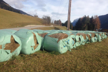 Bello und die Ballen: Vorsätzliche oder fahrlässige Sachbeschädigung?