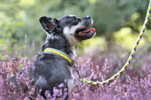 Kurse für Halter von Hunden und Papageien sorgen für Wirbel