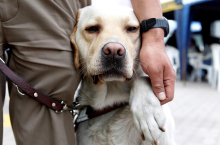 Kaj od prihodnje vlade pričakujejo društva za zaščito živali