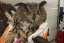 Polizeistreife rettet verletzte Eule von Auffahrt zur S7