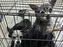 More than two dozen terrified chihuahuas are rescued from blazing house fire