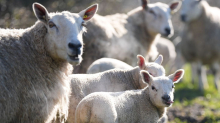 Osterlämmer: Schafzüchter erwarten stabile Lämmerpreise zu Ostern