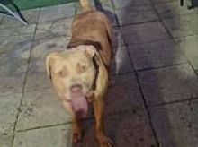 Teenage owner of dangerous XL Bully that left baby girl in a coma is spared jail