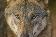 Wolf: Umweltorganisation schießt sich auf steirischen Umweltanwalt ein