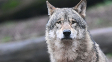 Tiere: Wolf im Schwarzwald darf vorerst nicht weiter gejagt werden