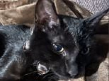Heroic kitten saves owner from house fire by scratching him awake... before perishing in the flames