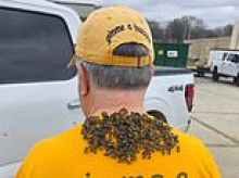 Fearless bee whisperer is engulfed by buzzing TORNADO of the insects during rescue with no protective gear