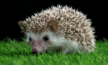 Ježevi čuju zvukove koje ljudi ne mogu: Otkriće bi moglo pomoći u njihovoj zaštiti