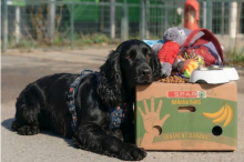 Baustellen-Urlaub: Arche Noah sucht Gastfamilien für Hunde