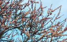 Dnevi okoli gregorjevega tipično pomladni: nekaj sonca, ploh in oblakov. Od torka pa ohladitev.