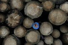 75-letni moški umrl pri vleki hlodovine