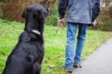 Nach Riss: „Virtuelle Leine heißt in Realität einfach gar keine Leine“ 