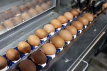 Eiermarkt in Österreich angespannt, aber „Ostern ist sicher“