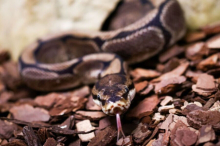 Königspython droht nahe der Kärntner Grenze zu verhungern