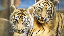 Nachwuchs im Zoo: Zwei Tigerbabys in Heidelberg haben jetzt Namen
