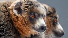 Vom Aussterben bedroht: Seltene Lemuren-Art: Zwei Neuzugänge im Kölner Zoo