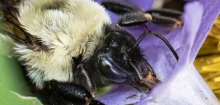 Hummeln: Königinnen können unter Wasser atmen