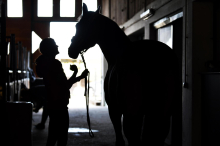 Abgemagert: 78-Jähriger wegen Quälerei seiner Sportpferde verurteilt