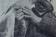 Graugans eines berühmten Verhaltensforschers verirrte sich nach Villach