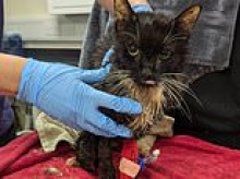 Woman who trapped and crushed 23 cats in wheelie bin before leaving some to suffocate to death avoids prison