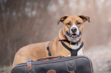 Arche Noah : „Überwältigt“ von Hilfsbereitschaft bei Auszeit-Suche für Hunde