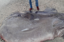 Spaziergänger entdecken seltsamen Riesenfisch an Adria-Strand 