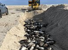 Hamptons locals' fury as hundreds of bird flu-infected geese buried in shallow MASS GRAVE on beach