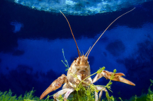 Der fotogenste Flusskrebs der Welt lebt in italienischem See