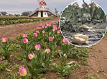 Furious flower farm owner blasts 'feral' customers after they trampled tulips to get perfect photos