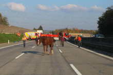 A2 bei Graz-Ost: Zwei Pferde nach Unfall auf der Autobahn