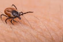 Früh erwacht: Warum Zecken jetzt mit der Post verschickt werden