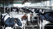 Le montagne russe del latte: ora il crollo dei prezzi spaventa i produttori