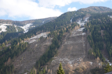 Ganze Wälder abgeholzt: Wie ein Käfer das Landschaftsbild verändert
