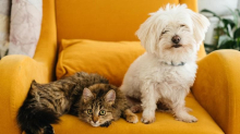 Cani e gatti, le spese crescono: ecco quanto costa allevarli. La proposta di un’Iva agevolata