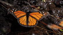 Tiere: Bestand der wandernden Monarchfalter erholt sich