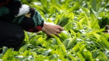 Saisonhöhepunkt steht bevor: Bärlauch sammeln: Was erlaubt ist und wann Bußgelder drohen