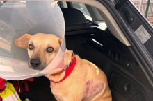 Hundeattacke in Graz: „Er hatte überhaupt keine Kontrolle über seine Hunde“