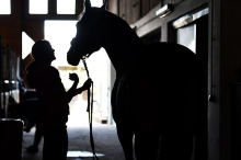 Verendete Tiere auf Bauernhof: Behörde nimmt neuen Anlauf
