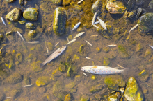 Tödliches Abwasser: Mondi muss echte Verantwortung für die Öko-Katastrophe tragen