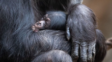 Tierische Namensfindung: Tierpark sucht Name für Schimpansen-Baby