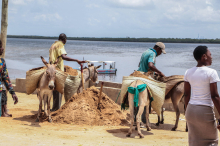 Auf Lamu: Tausende Luxusautos für Dubai stranden auf kenianischer Insel
