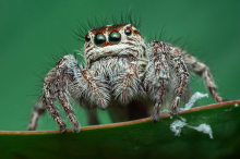 TU Graz : Neue Therapie: Mit VR-Brille gegen die Spinnenphobie 