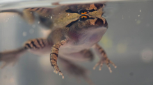 Südlicher Stotterfrosch: Froschtag: Weibchen legt beispiellose Ei-Serie in Australien