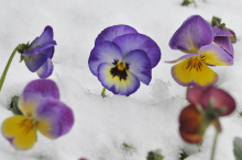 Kärnten und Steiermark: Der Frühling beginnt mit Kälte und 20 Zentimeter Neuschnee