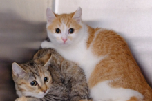 Besitzer überfordert: 23 Katzen wurden aus Mini-Wohnung gerettet