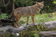 Jagd auf Goldschakal in Kärnten wurde als rechtswidrig eingestuft 