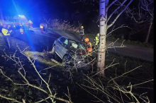 Lenkrad verrissen: Hase sorgte für Unfall in der Stadt