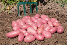 Verbrennen oder verfüttern?: Salzburger Bauern sitzen auf 250 Tonnen Erdäpfel